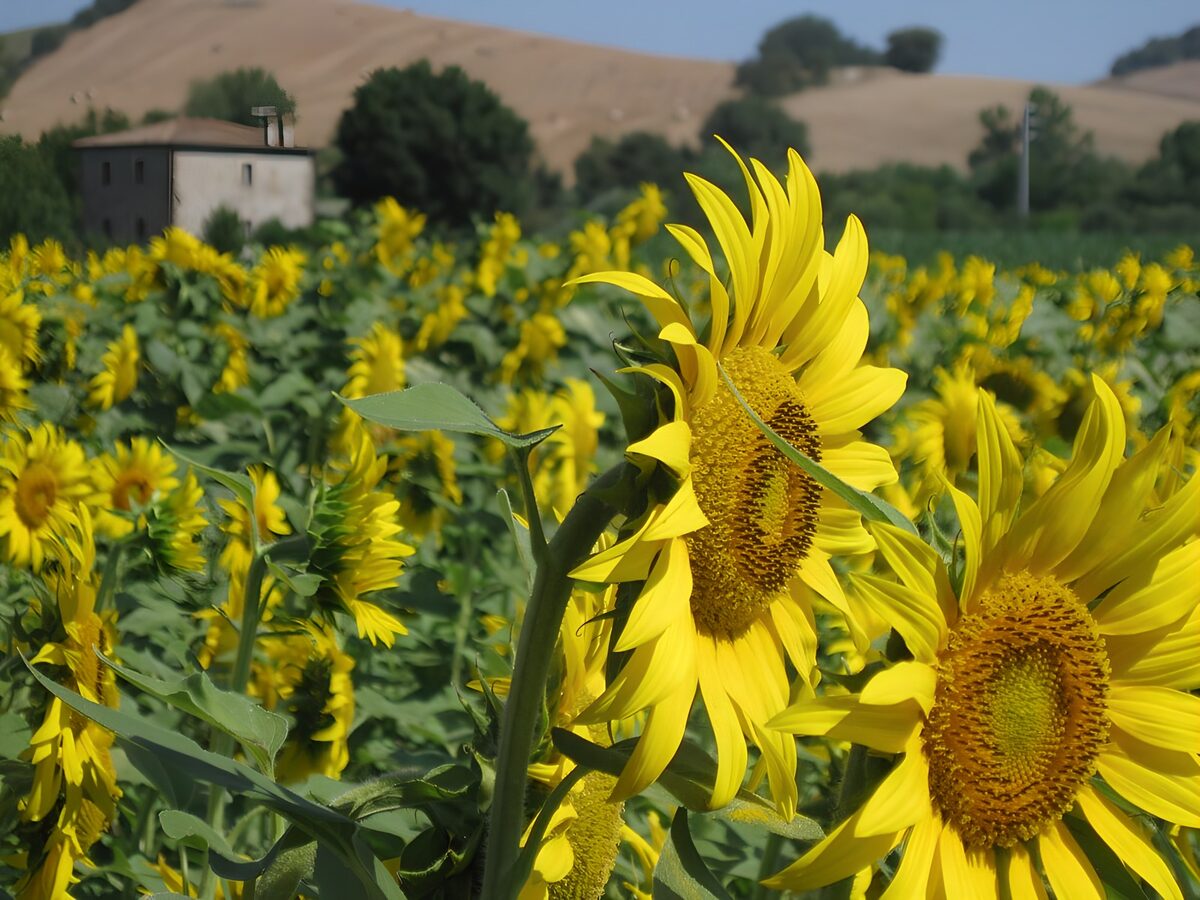 TP21970: Zonnige Zonnebloemen in het Veld