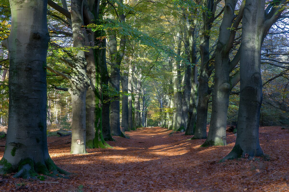 Prachtige laan met herfstbladeren