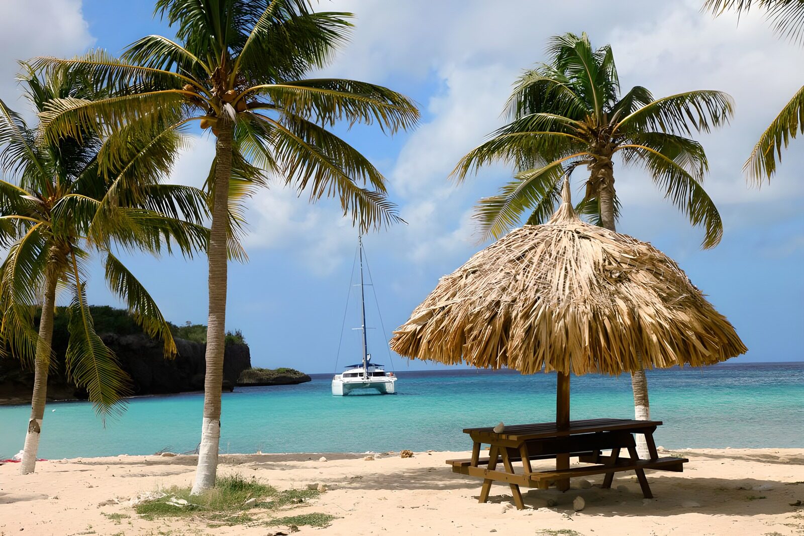 TP62589: Palmbomen bij strand met catamaran