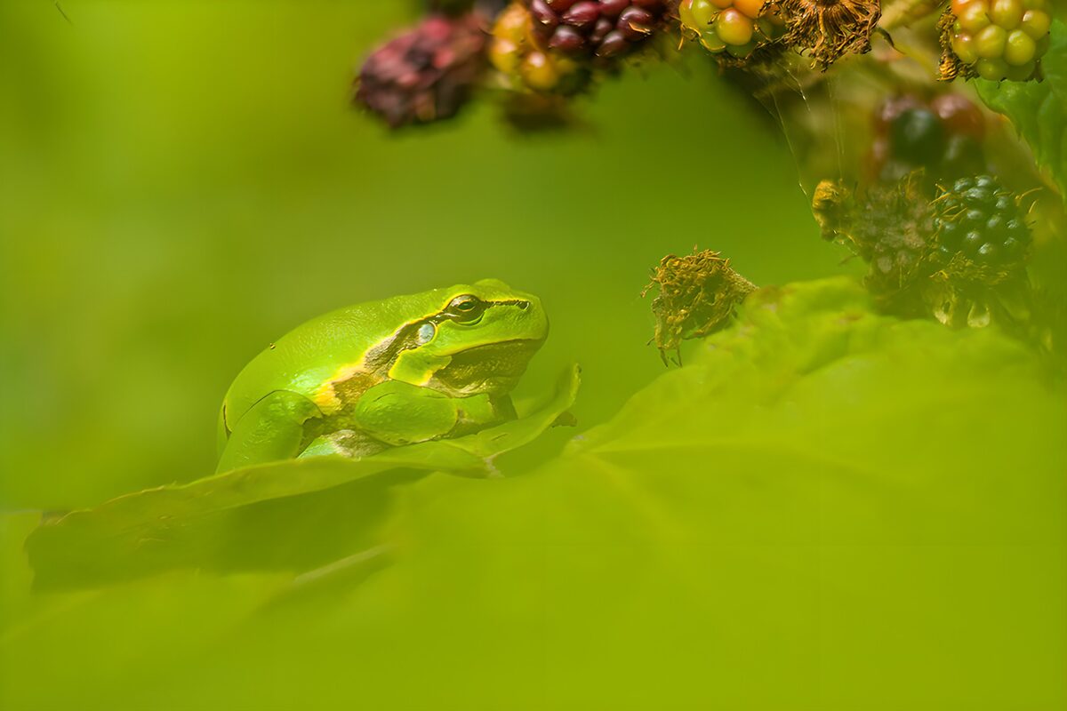 Groene kikker tussen de bladeren