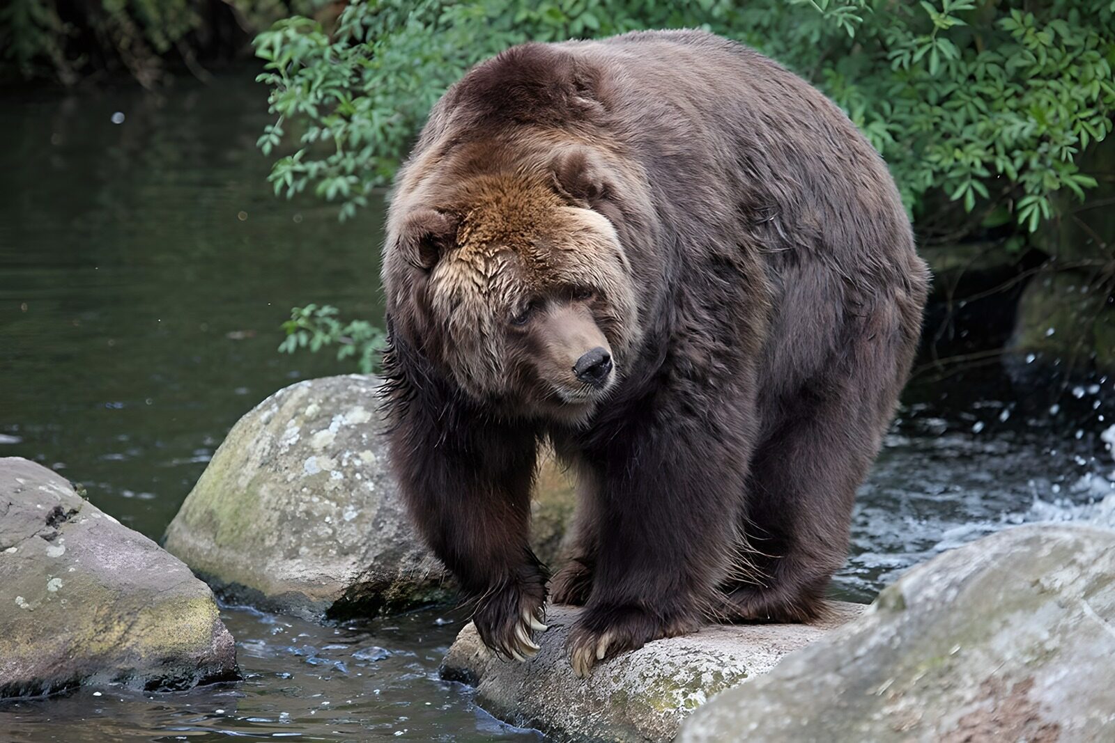 TP34059: Grizzlybeer aan de waterkant