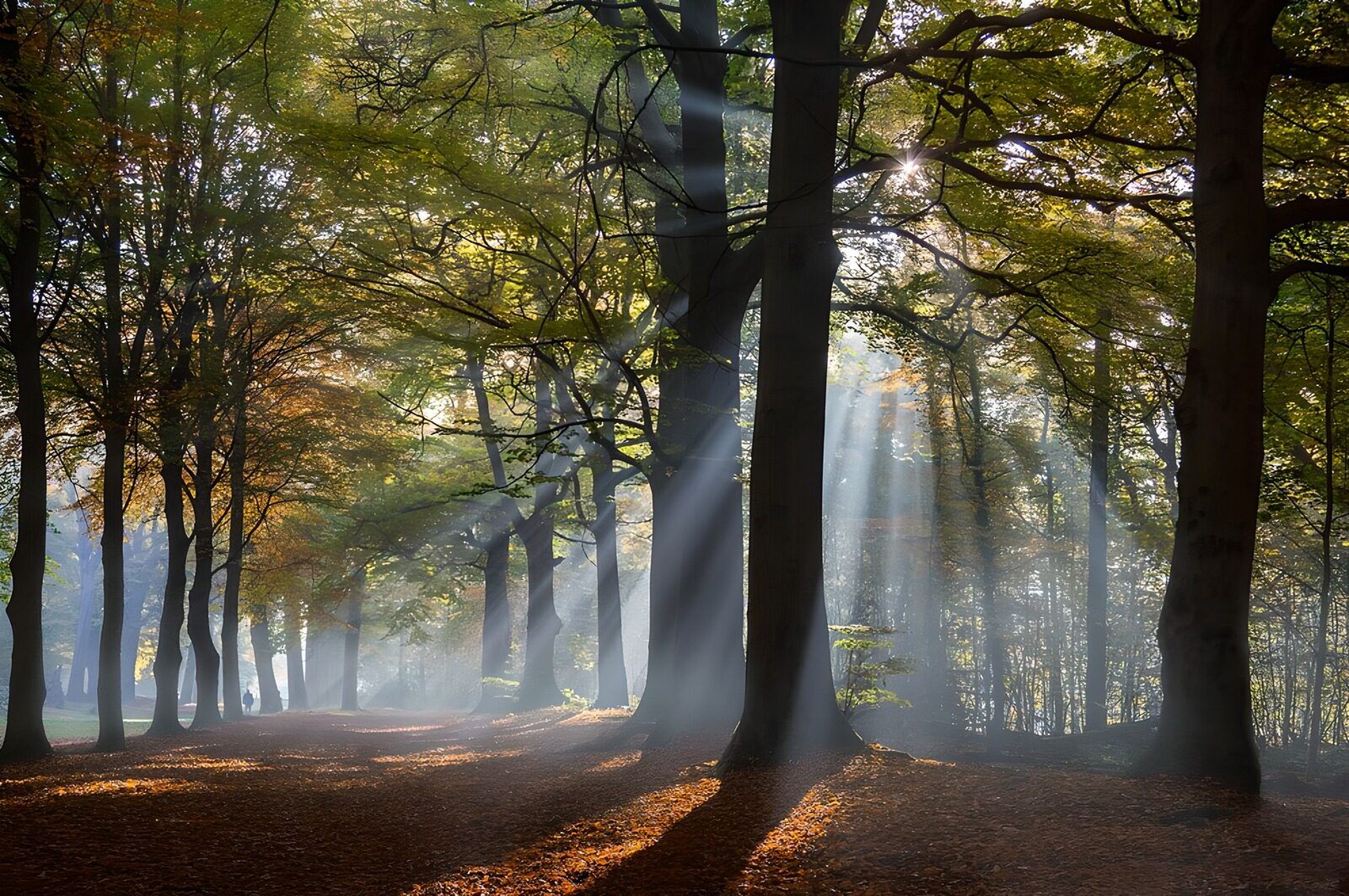 TP12710: Magische ochtendstralen in het bos