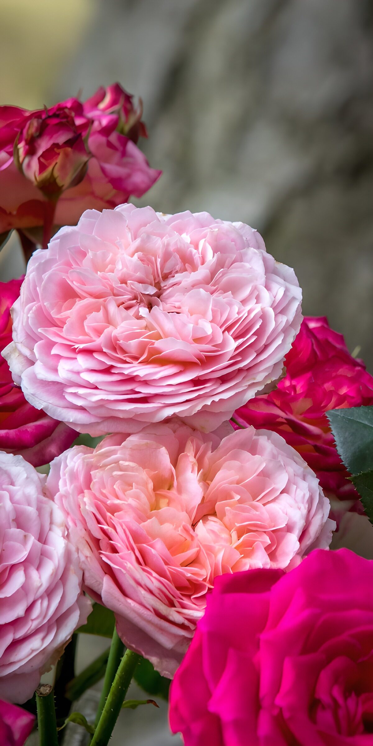 TP28341: Prachtige rozen in delicate tinten
