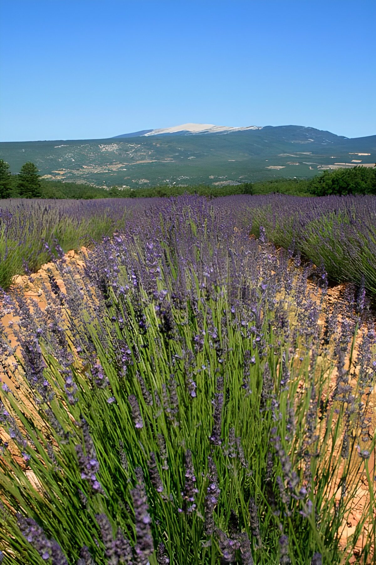 Lavendel velden 2