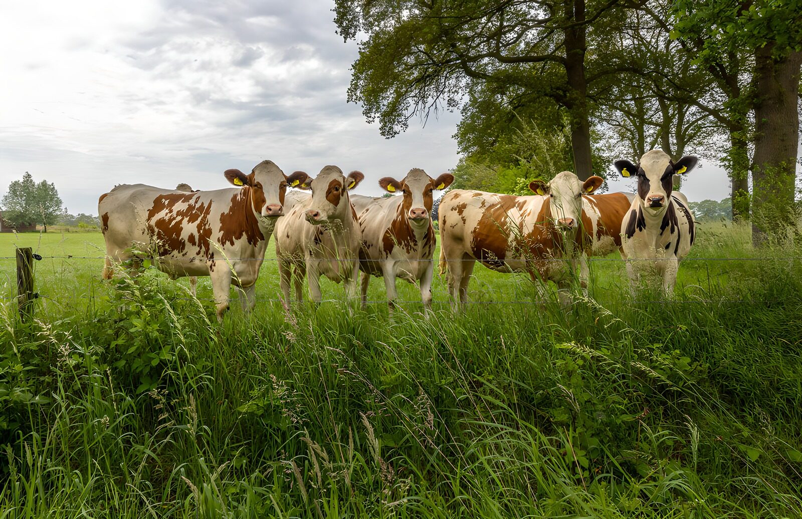 TP77625: Groep vrolijke koeien in de wei