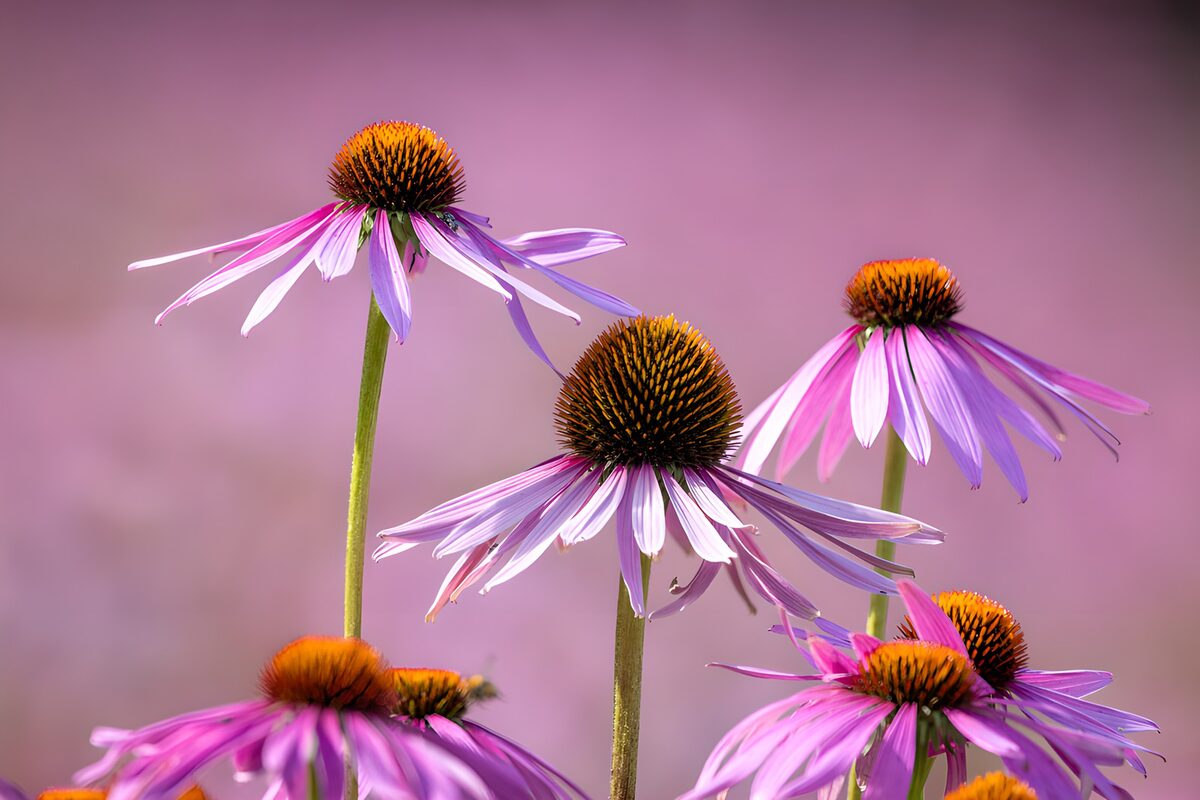 Prachtige paarse bloemen in bloei