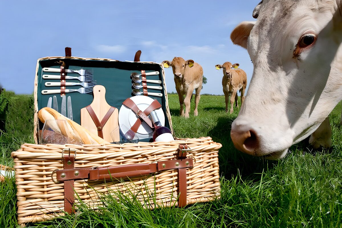 Koe ruikt aan picknickmand met koeien op achtergrond