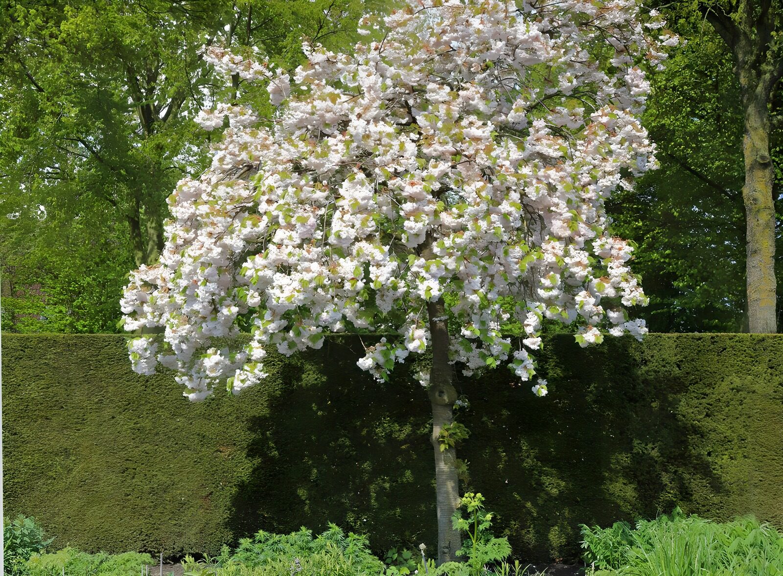 TP94758: Appel boom met bloesem in het voorjaar.