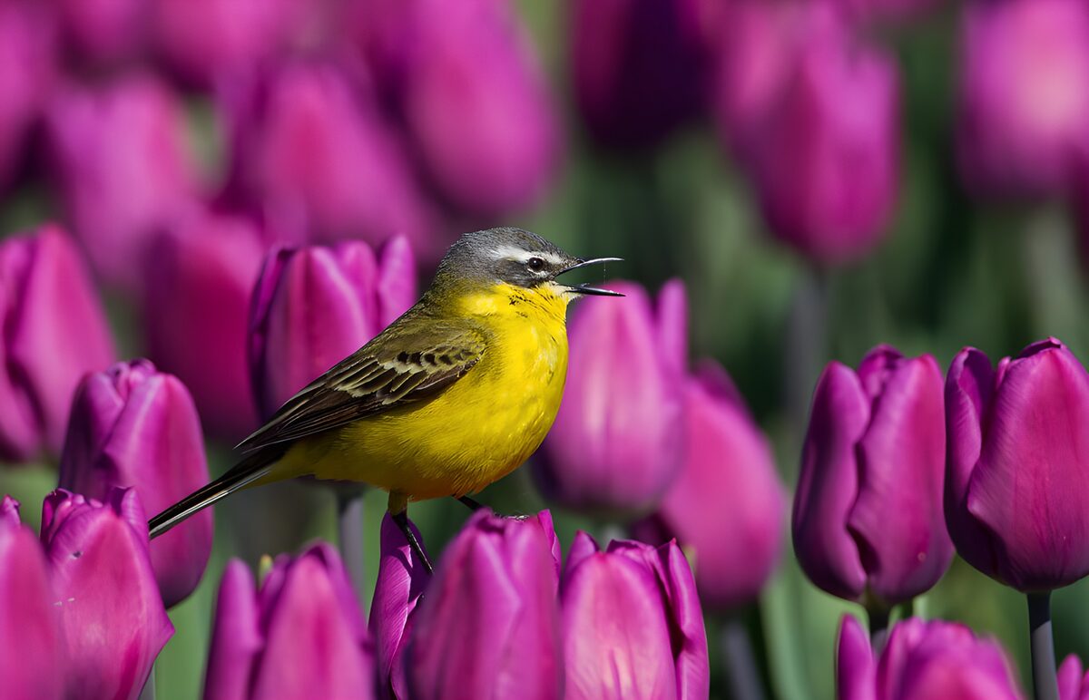 Gele vogel tussen paarse tulpen