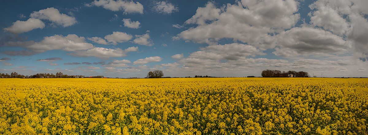 TP82431: Uitgestrekt Geel Zonnebloemveld
