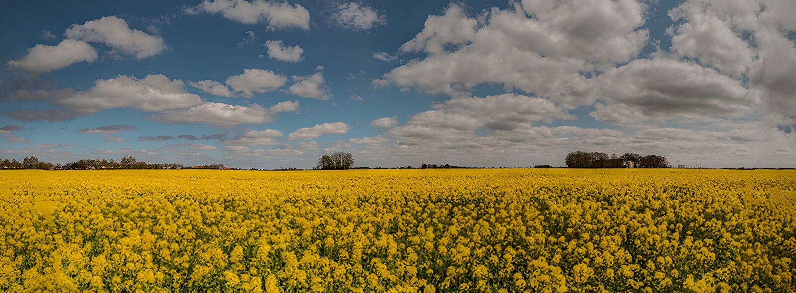 TP82431: Uitgestrekt Geel Zonnebloemveld