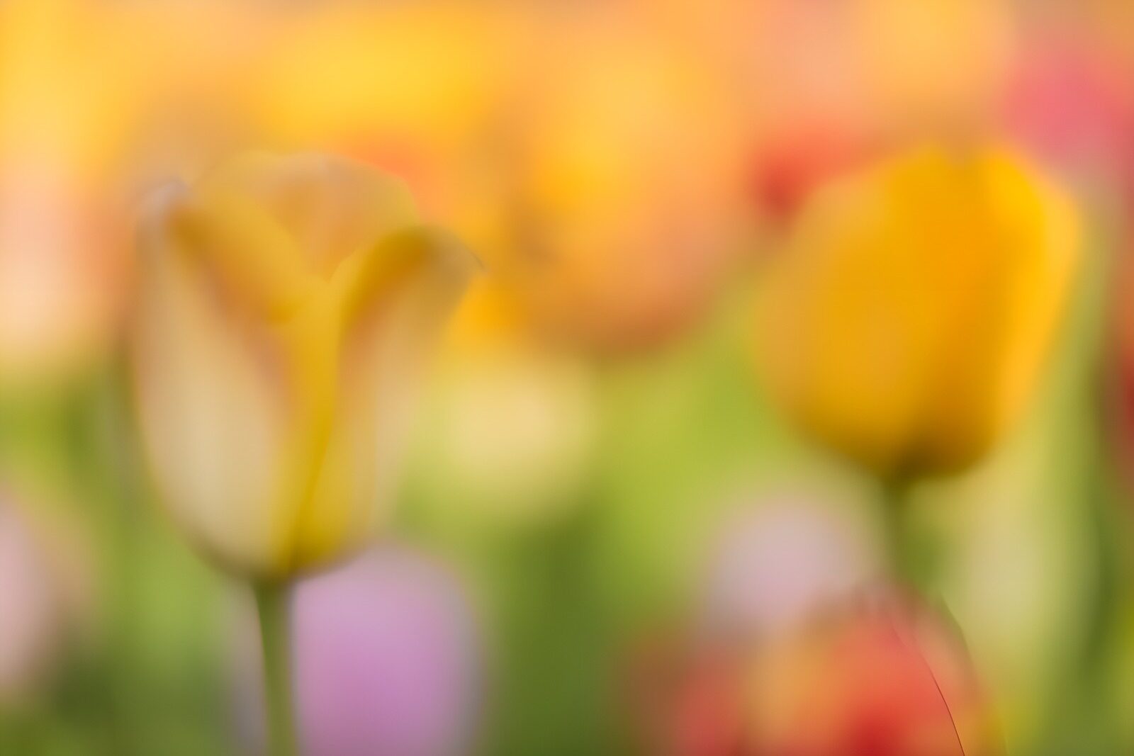 TP19016: Vervagende Tulpen in Kleurrijke Tuin