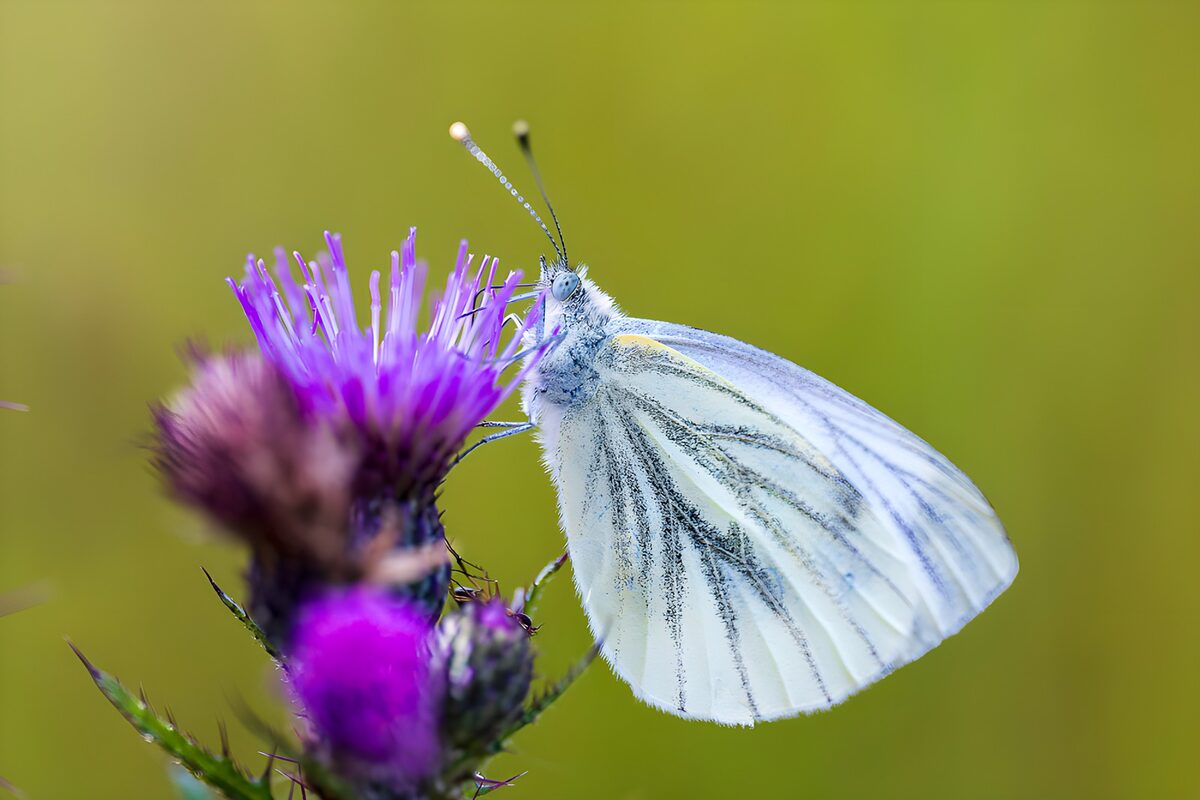 vlinder Klein geaderd witje op paarse bloem