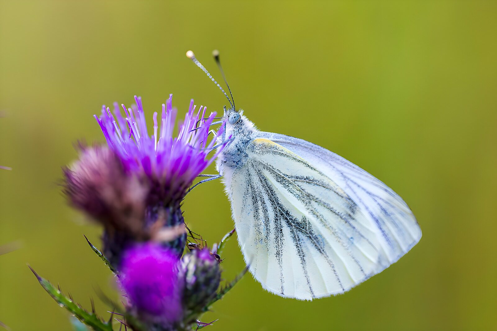TP96211: vlinder Klein geaderd witje op paarse bloem