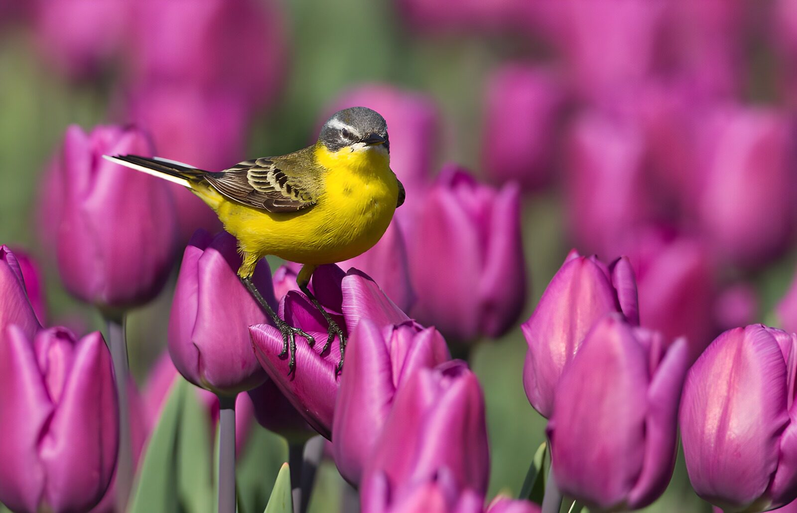 TP42530: Geel vogeltje tussen paarse tulpen