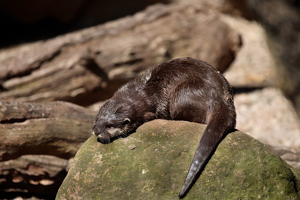 TP39307: Een otter rustend op een steen
