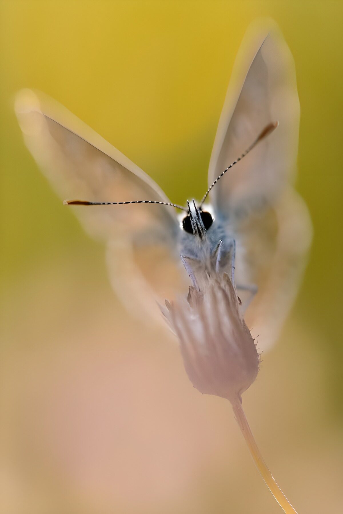 Maansikkeluil insect op bloemknop 