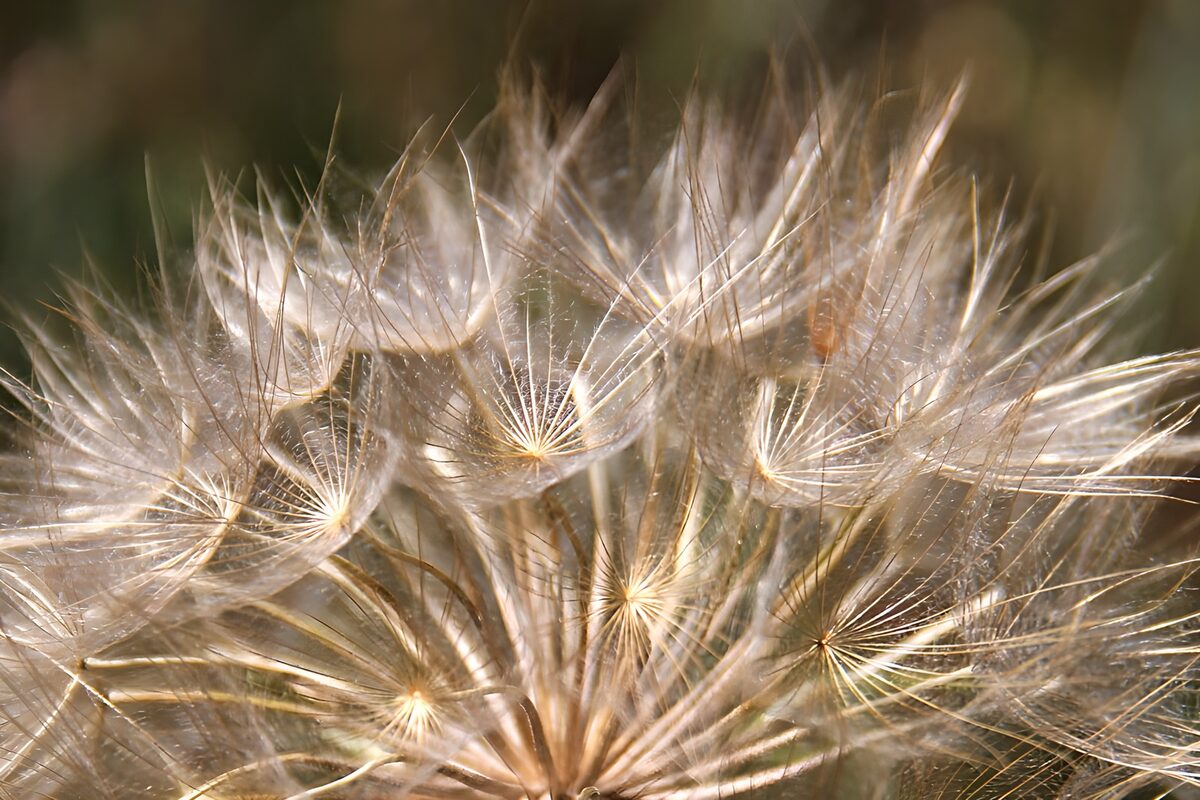 Halfronde Pappus