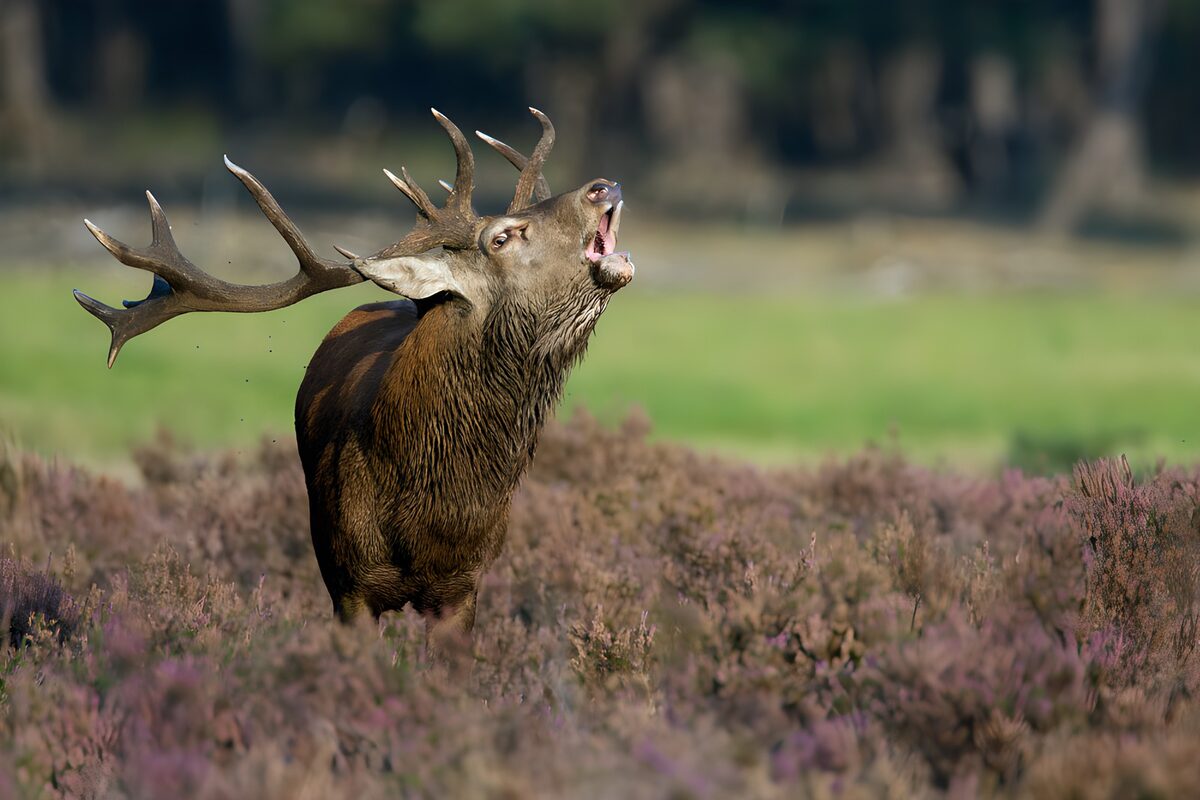 Sterke hert in de natuur