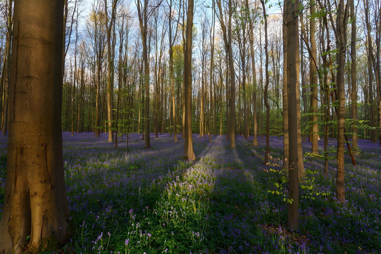 TP66728: Prachtige blauwe bloei in het bos