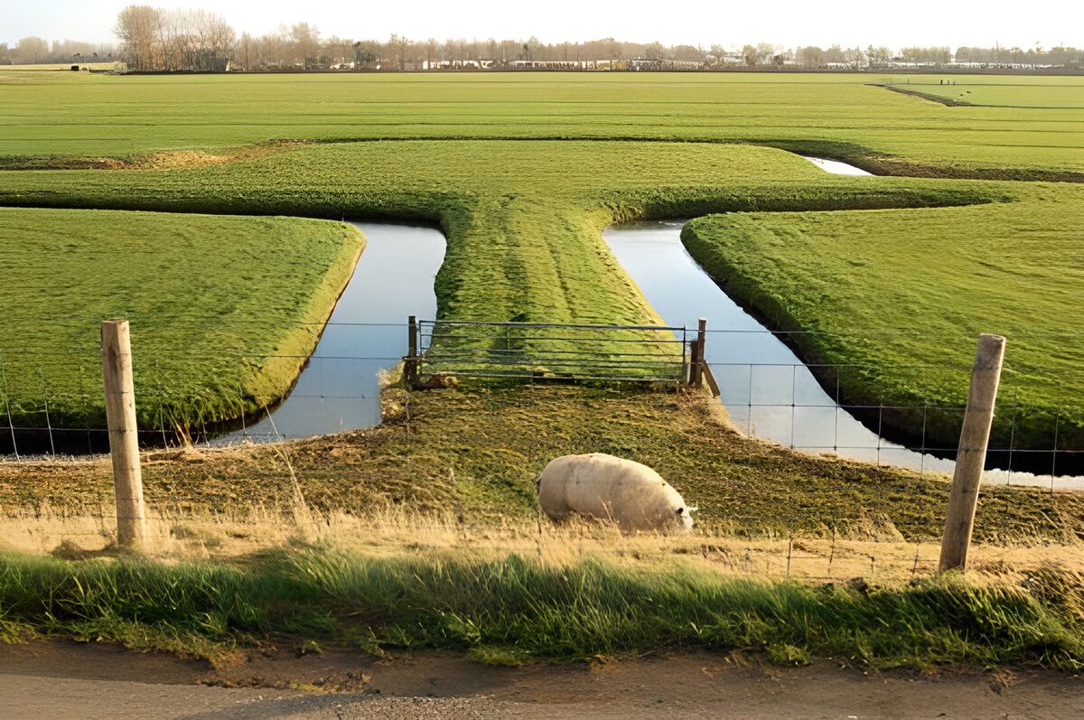 Weiland met schaap en omheining