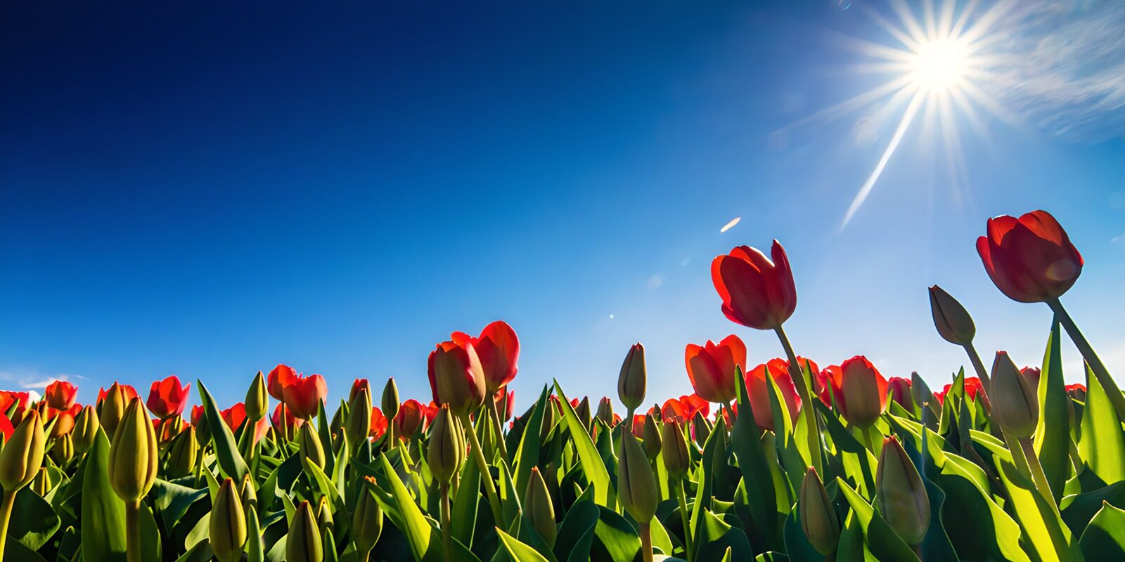 TP70617: Stralende tulpenvelden onder blauwe lucht