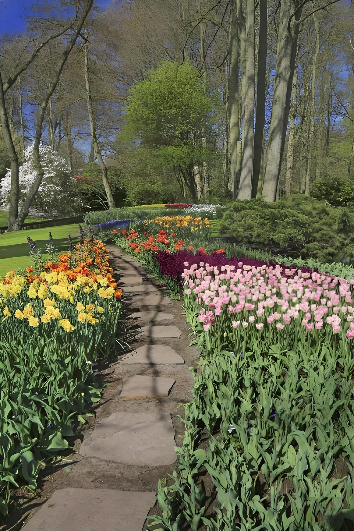 Wandelpad door tulpenveld