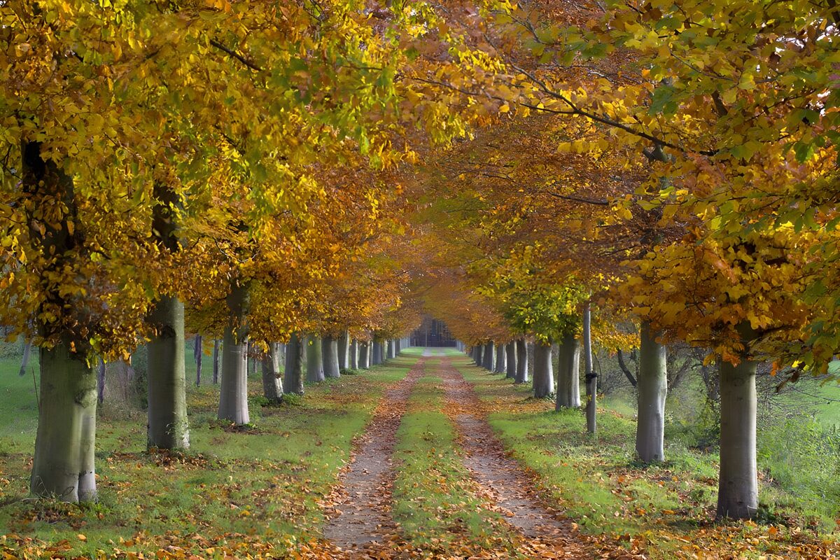 Laan van bomen in de herfst