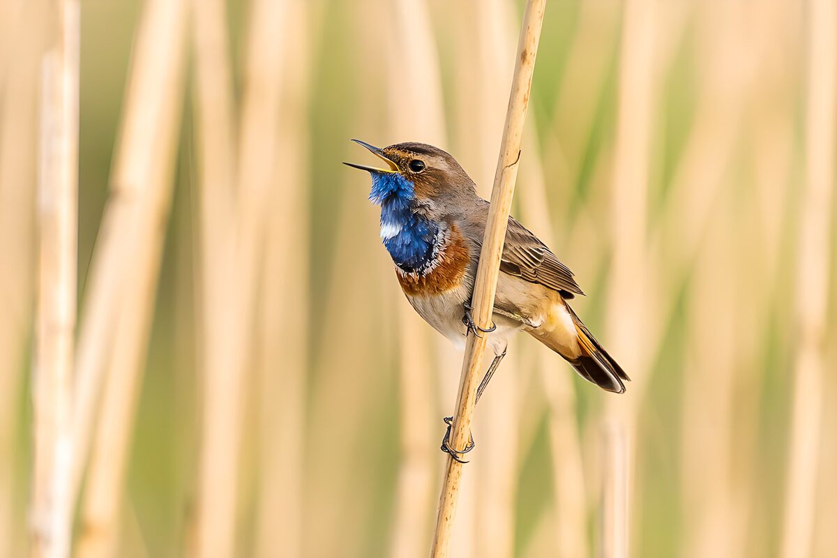 Zingende blauwborst in het riet