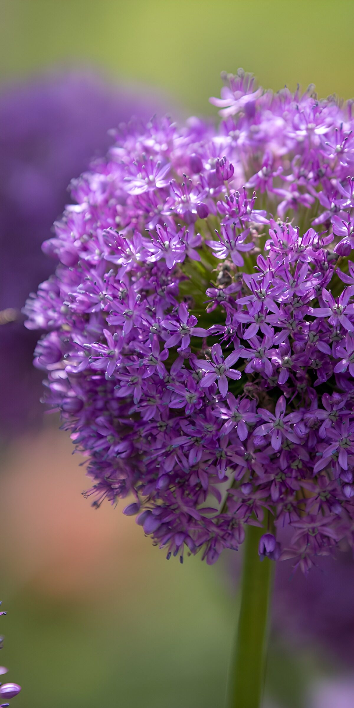 Allium sierui 3