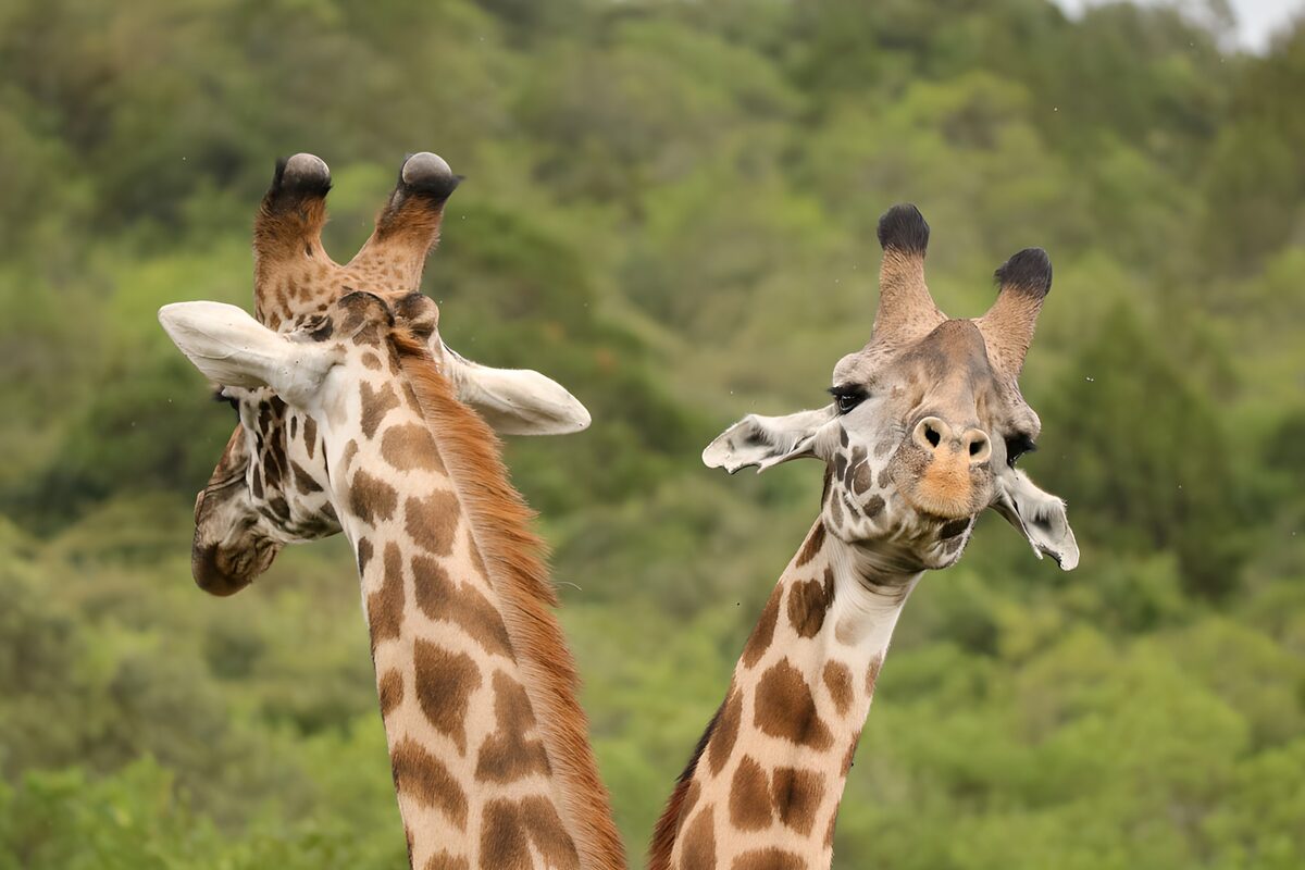 Twee giraffen in harmonie