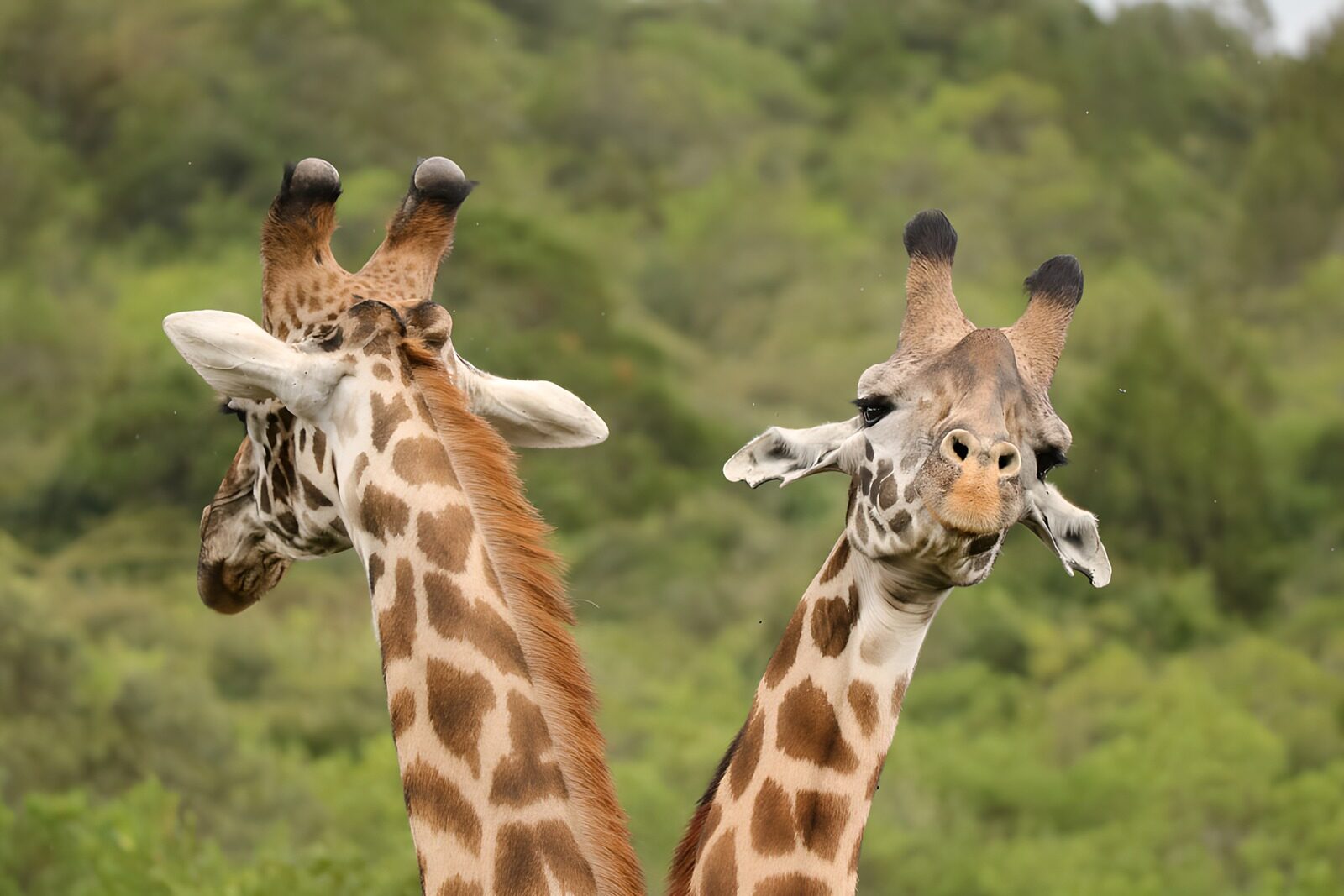 TP18252: Twee giraffen in harmonie
