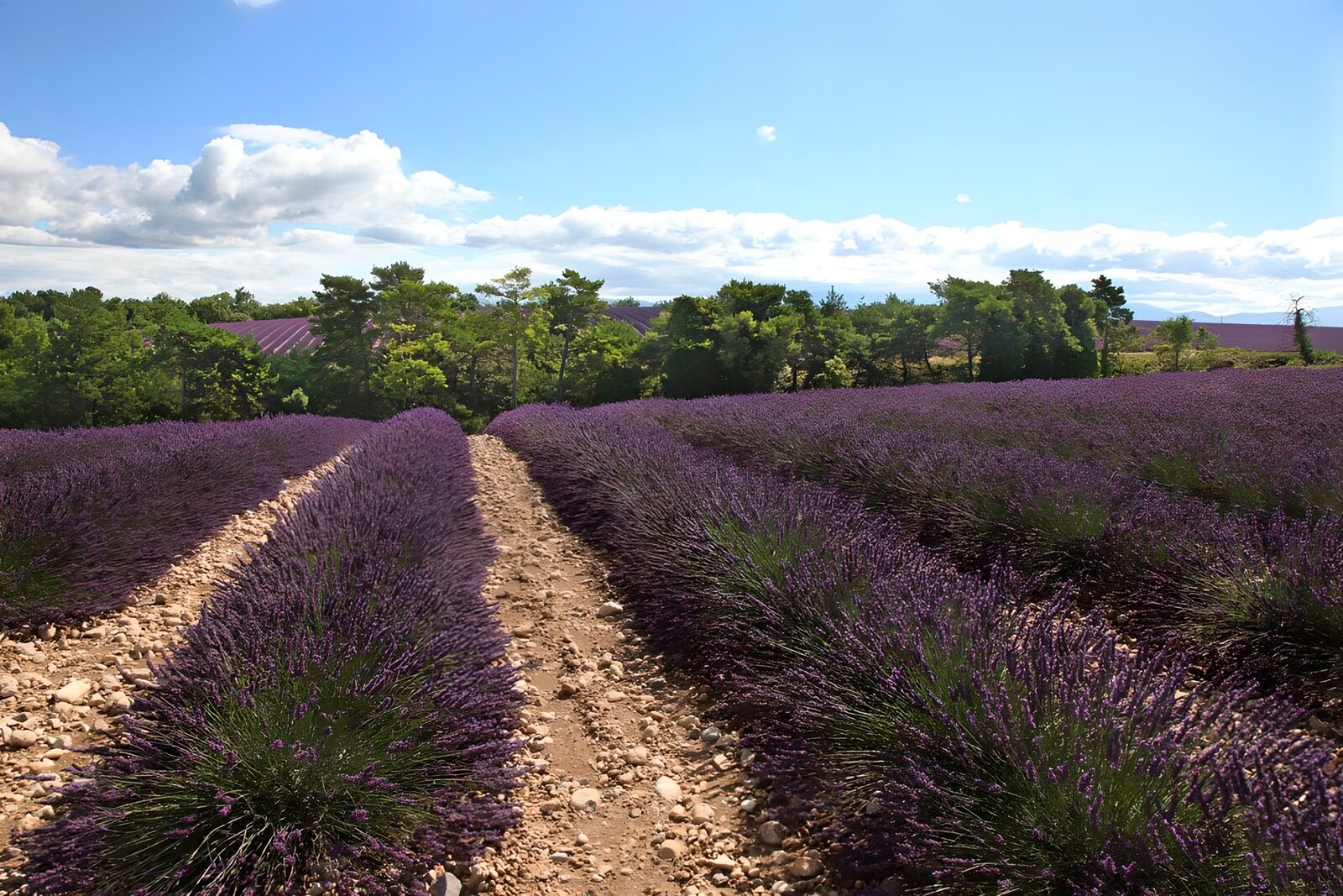 TP43913: Prachtige Lavendelvelden in de Provence