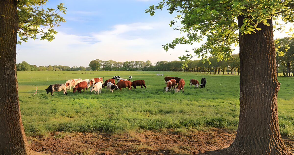 Koeien in een groene weide