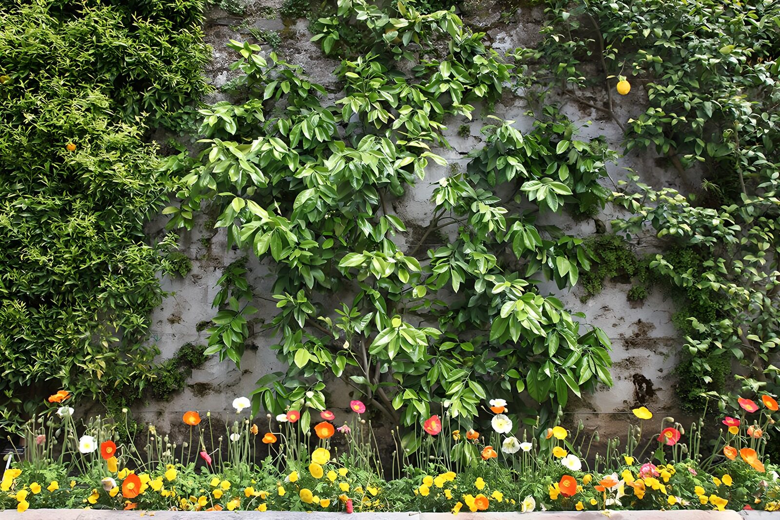 TP26288: Groene muur met kleurrijke bloemen