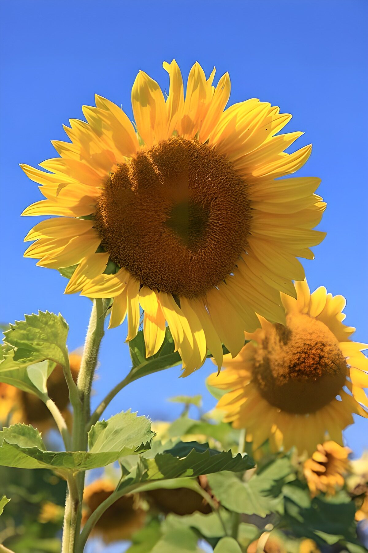 TP87881: Stralende Zonnebloemen in de Zon