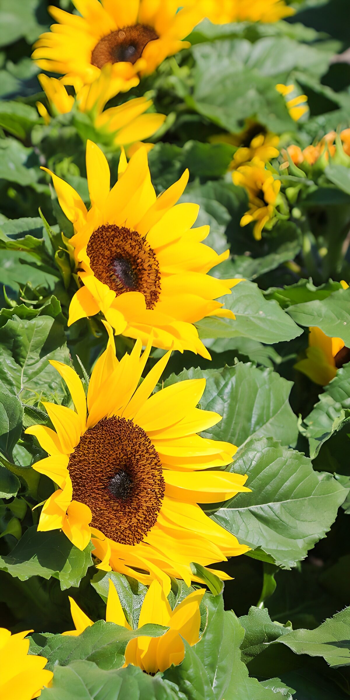 TP40044: Zonnebloemen in volle bloei