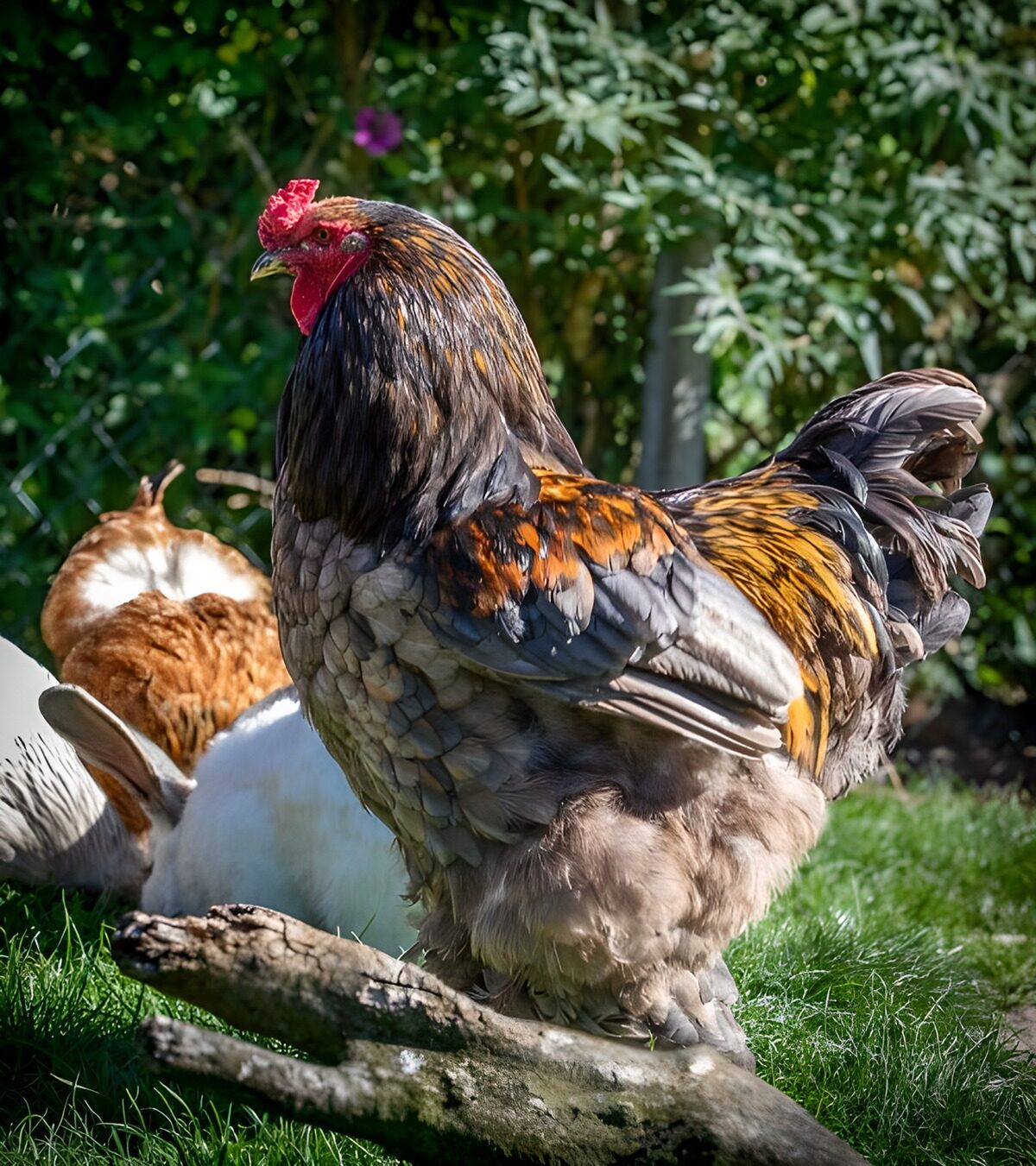 TP36666: Kleurrijke kip in de tuin