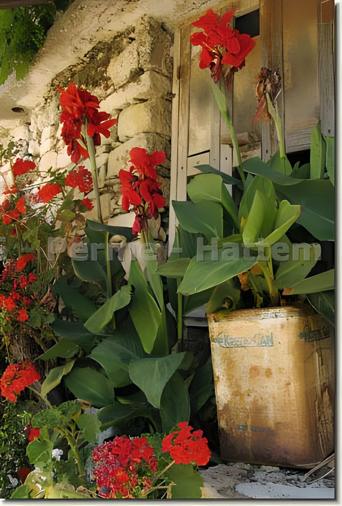 TP89417: Planten en bloemen bij stenen muur