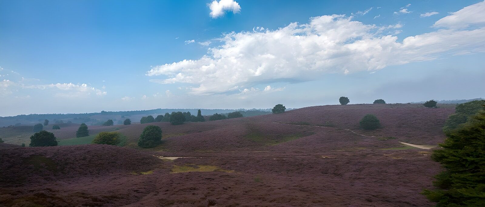 TP58795: Heide uitzicht