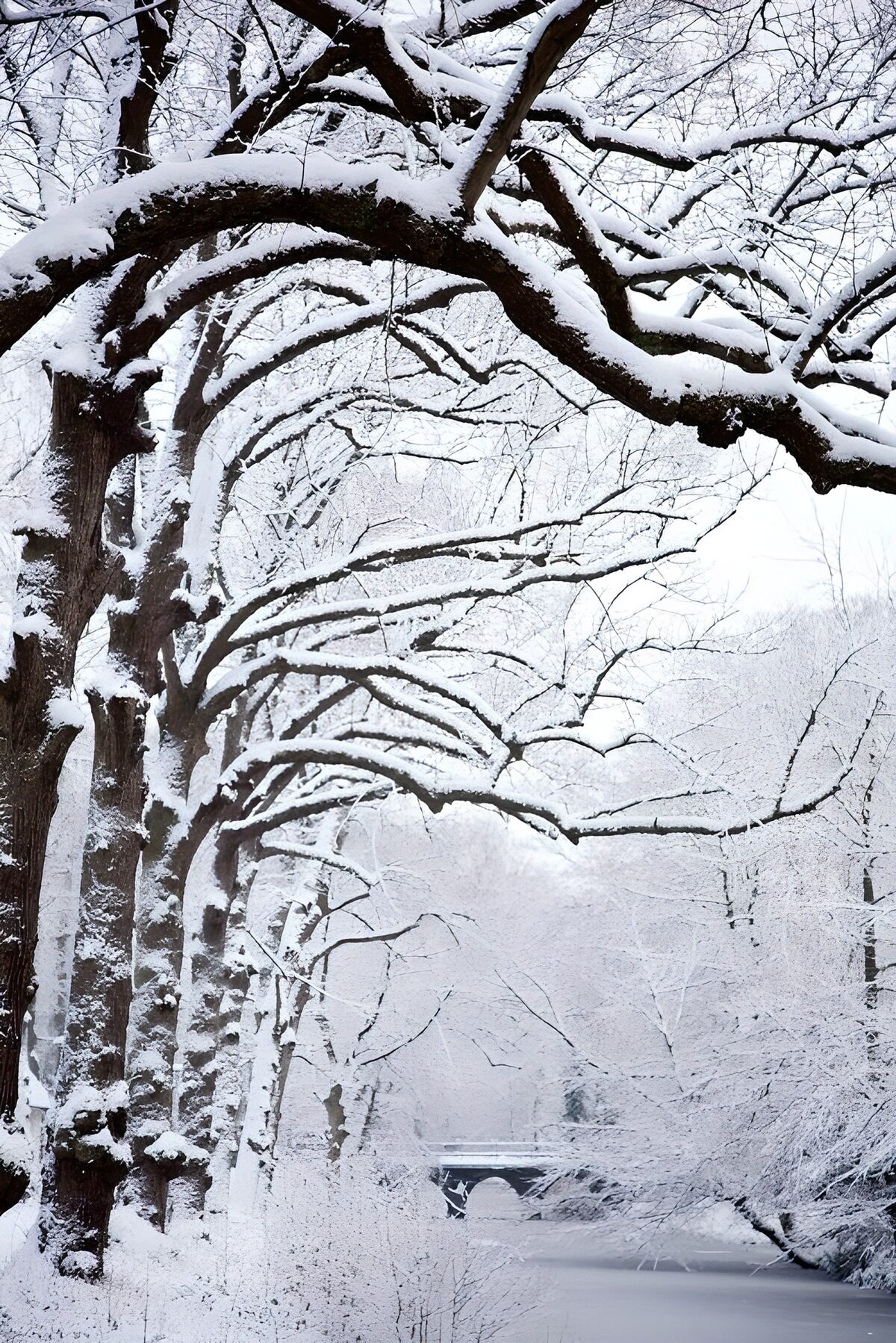 TP64566: Witte besneeuwde bomen langs waterkant