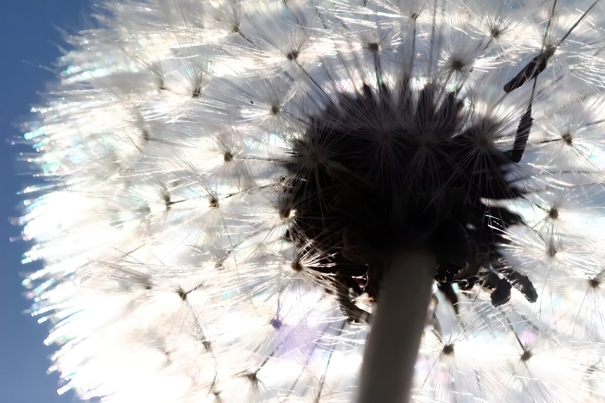 Pappus bokeh