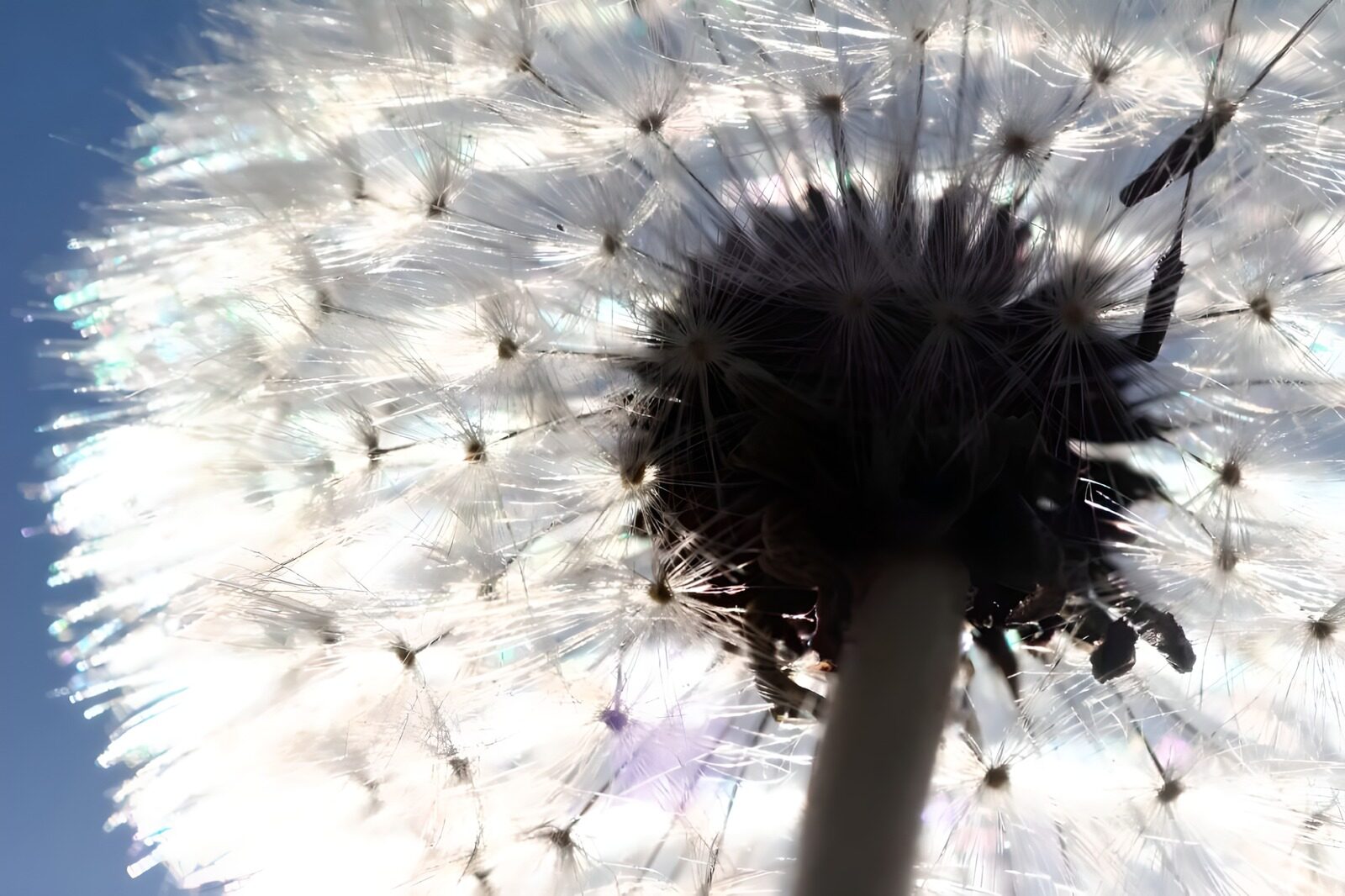 TP63993: Pappus bokeh