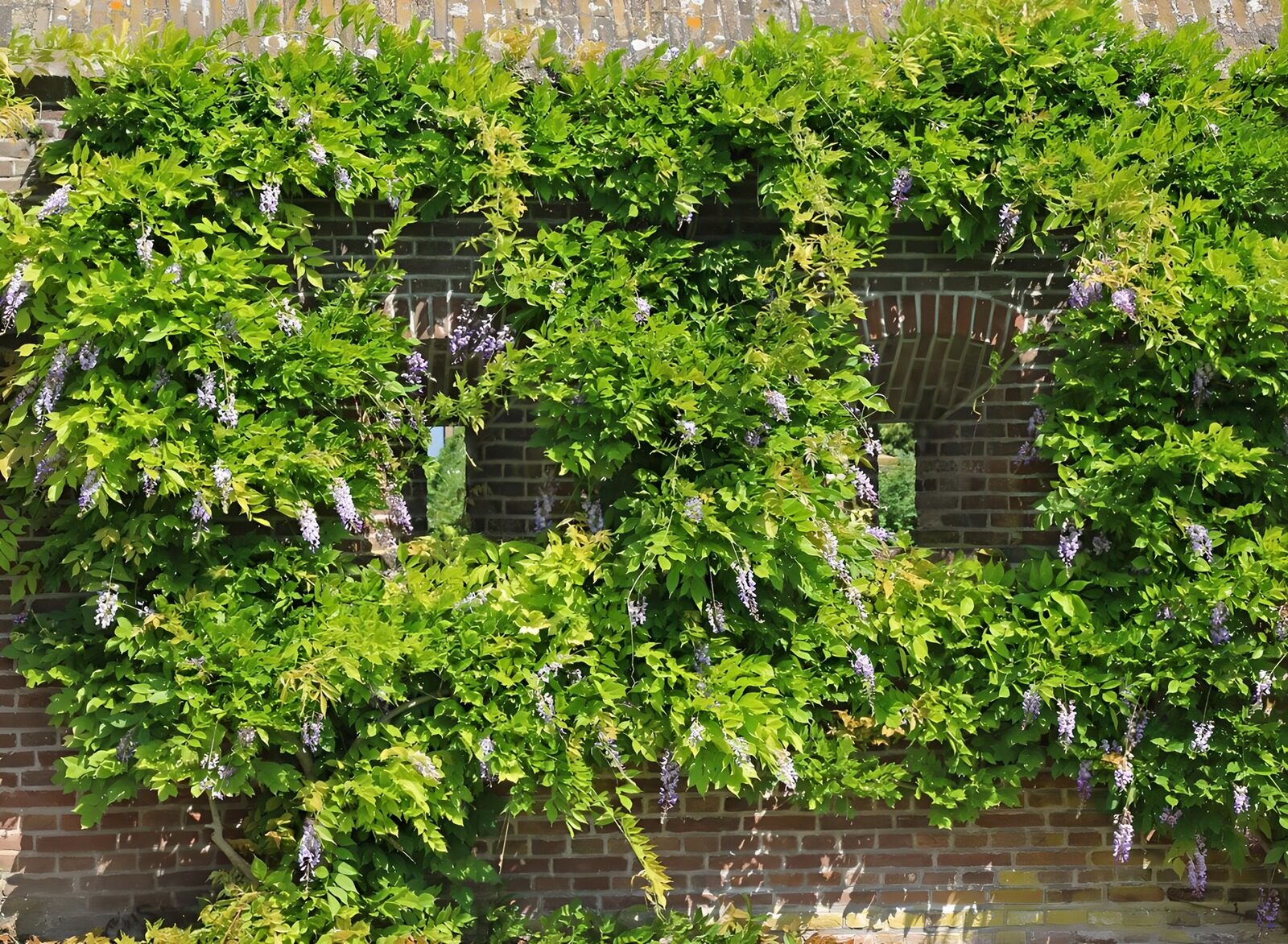 TP76014: Vestingmuur begroeid met blauwe regen