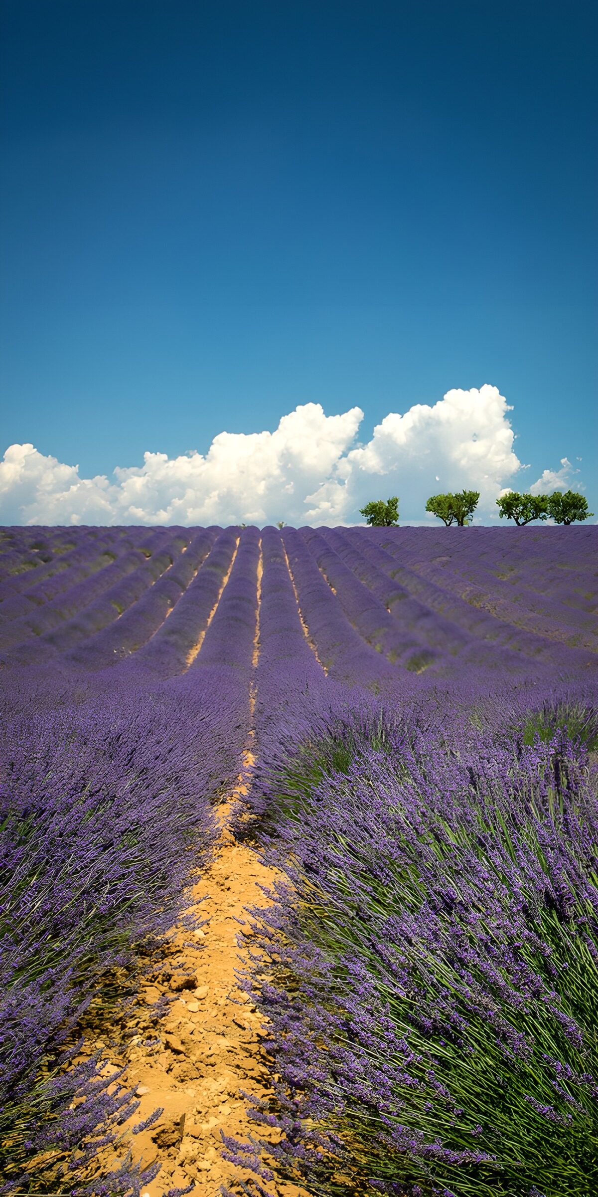 TP50062: Lavendel met bomen 2