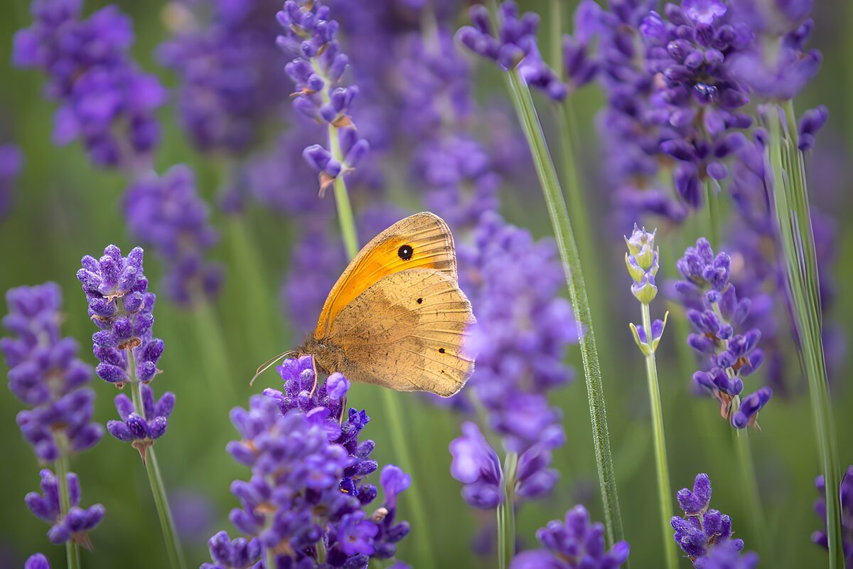 Oranje vlinder op paarse lavendel