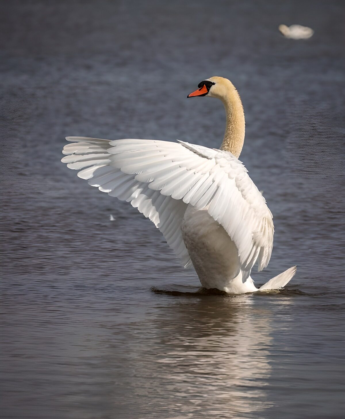 TP50126: Elegante zwaan in het water