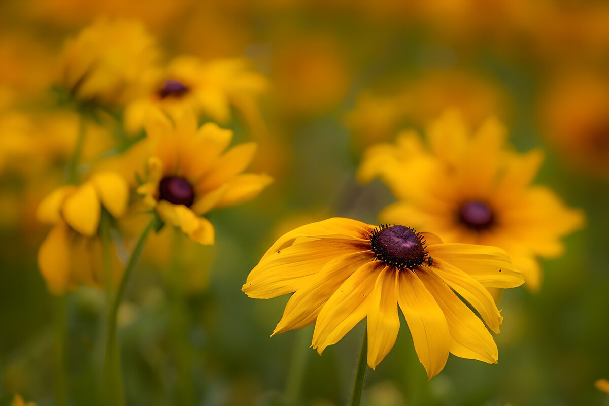 Rudbeckia (gele zonnehoed)