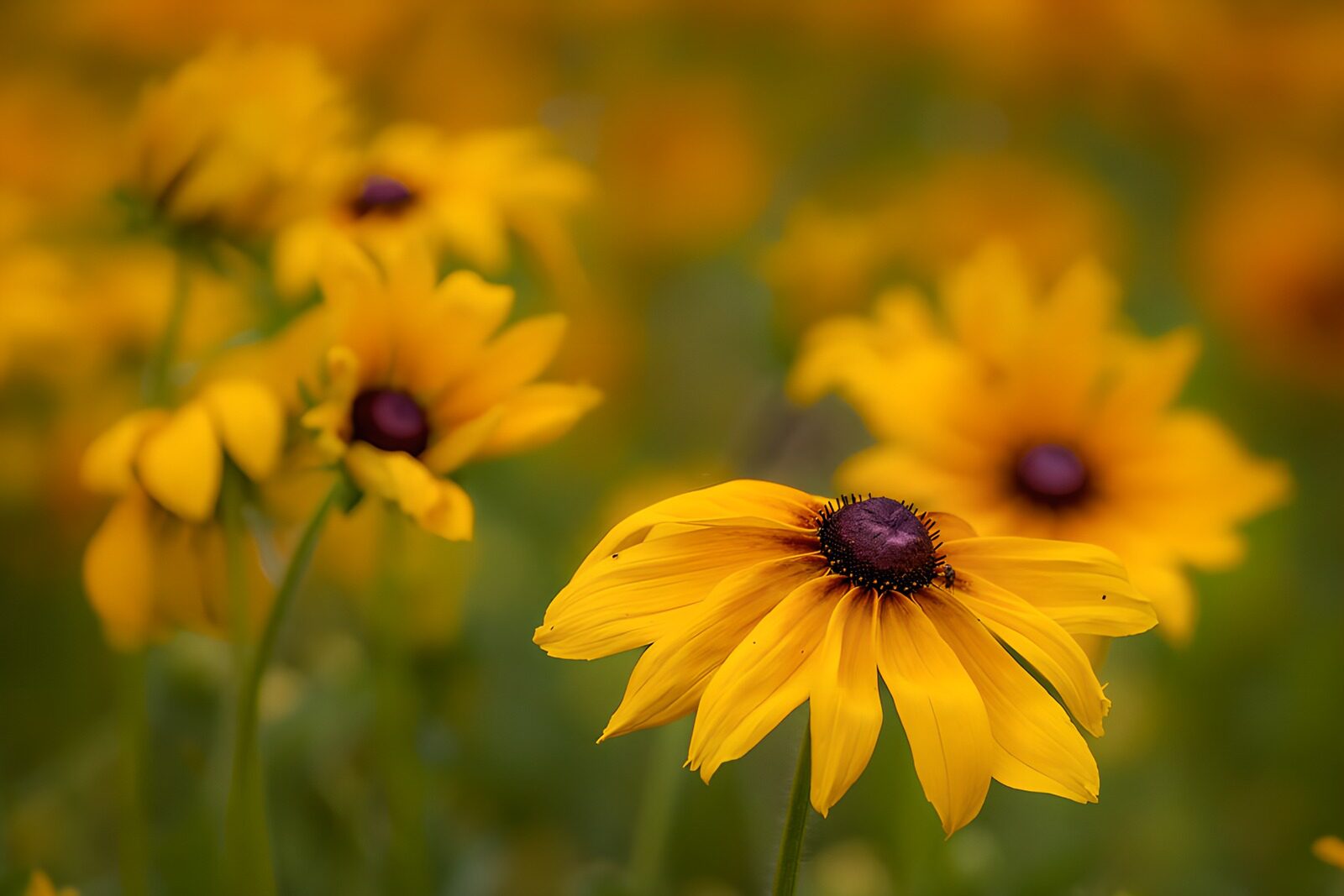 TP39158: Rudbeckia (gele zonnehoed)