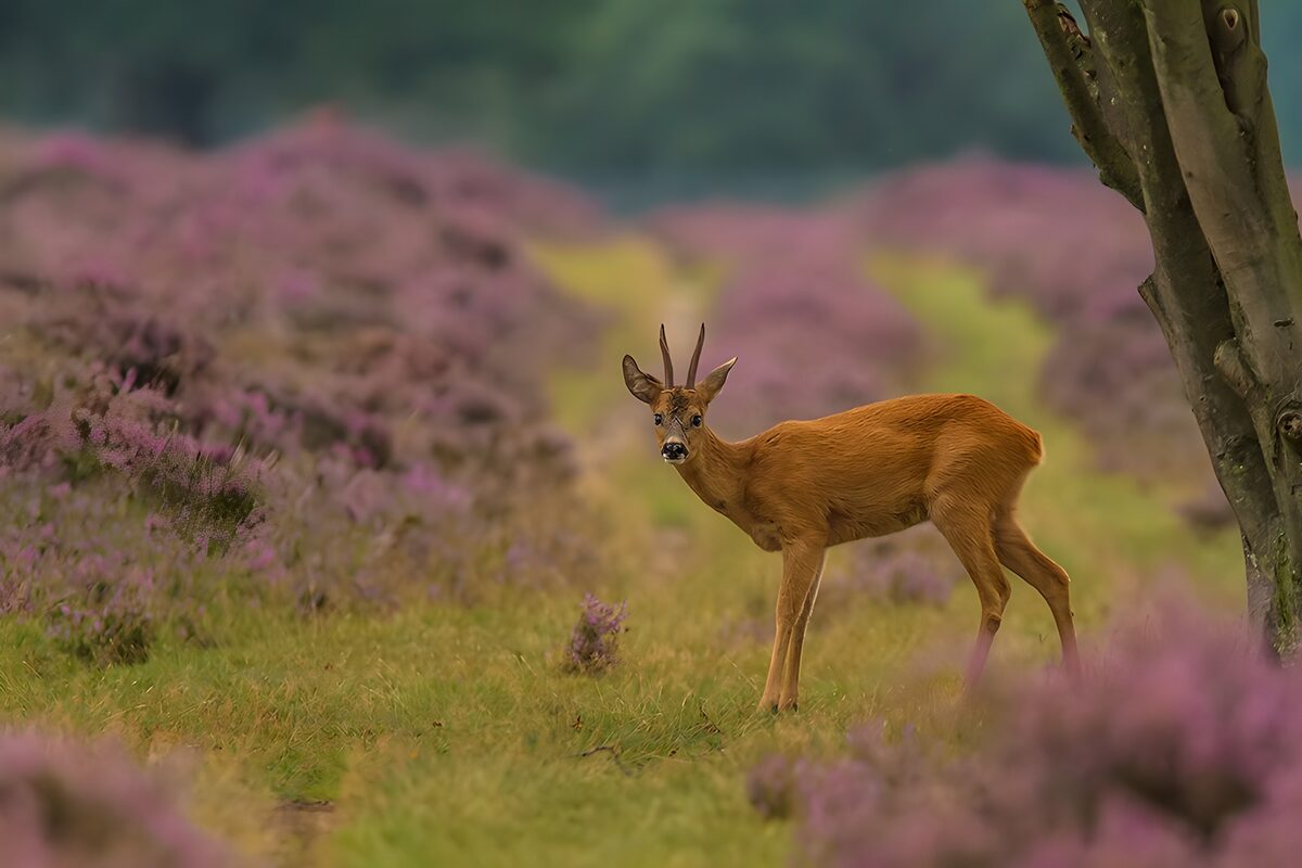 Ree in een paarse heide